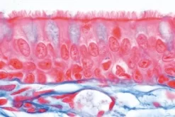 Slide, Pseudostratified Ciliated Columnar Epithelium, Sec.