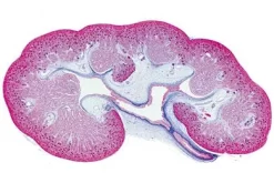 Slide, Kidney—Human, Sec.