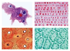 General Biology Slide Set A