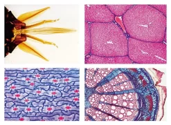General Biology Slide Set B