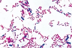 Slide, Intestine Bacteria, Smear