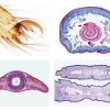 Invertebrate Zoology Slide Sets