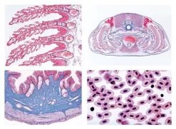Histology Slide Sets