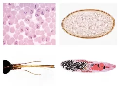 Parasite, Pathogenic Bacteria And Insect Pests For Veterinary Medicine Slide Set