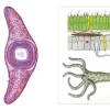 Invertebrates Multimedia Microscope Slide Packages