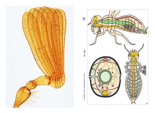 Insects Multimedia Microscope Slide Packages 2 Insects Multimedia Microscope Slide Packages - Image 2