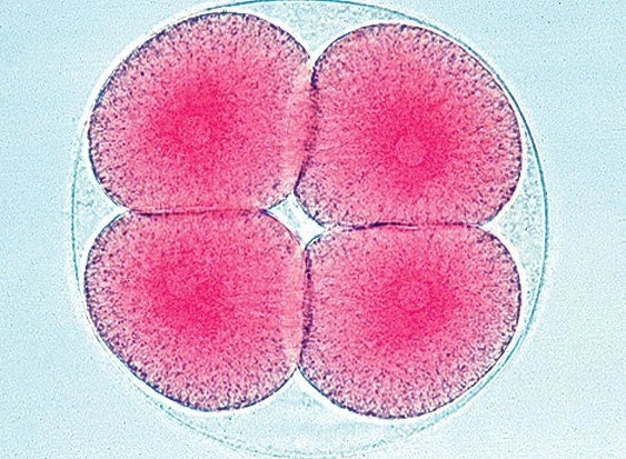 Flinn Scientific Basic Science Microscope For Kids & Students 6 Flinn Scientific Basic Science Microscope For Kids & Students - Image 6