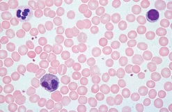 Flinn Scientific Basic Science Microscope For Kids & Students 13 Flinn Scientific Basic Science Microscope For Kids & Students -Learn and experiment ms1130 f