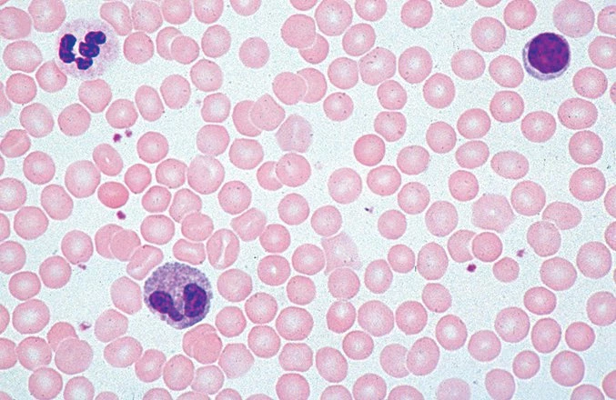 Flinn Scientific Basic Science Microscope For Kids & Students 7 Flinn Scientific Basic Science Microscope For Kids & Students - Image 7