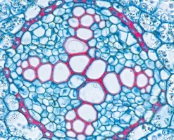 Flinn Compact Microscope -Learn and experiment ms1171 e