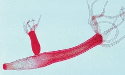 Flinn Compact Microscope -Learn and experiment ms1171 f