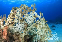 360Science™: Design A Model Of Ocean Acidification: Engineering Design Challenge