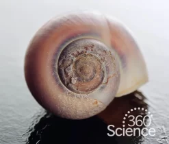 360Science™: Calcium Carbonate And Shell Production