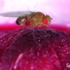 360Science™: Drosophila Basics
