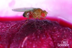 360Scienceā¢: Drosophila Basics
