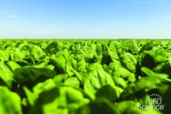 360Scienceā¢: Photosynthesis In Leaf Disks