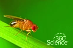 360Science™: Fruit Fly Behavior -Learn and experiment pf2118 shutterstock 14703085 scaled
