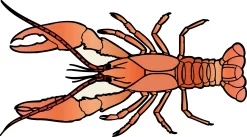 Crayfish, Preserved For Dissection