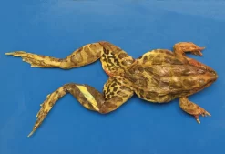 Bullfrogs, Preserved For Dissection