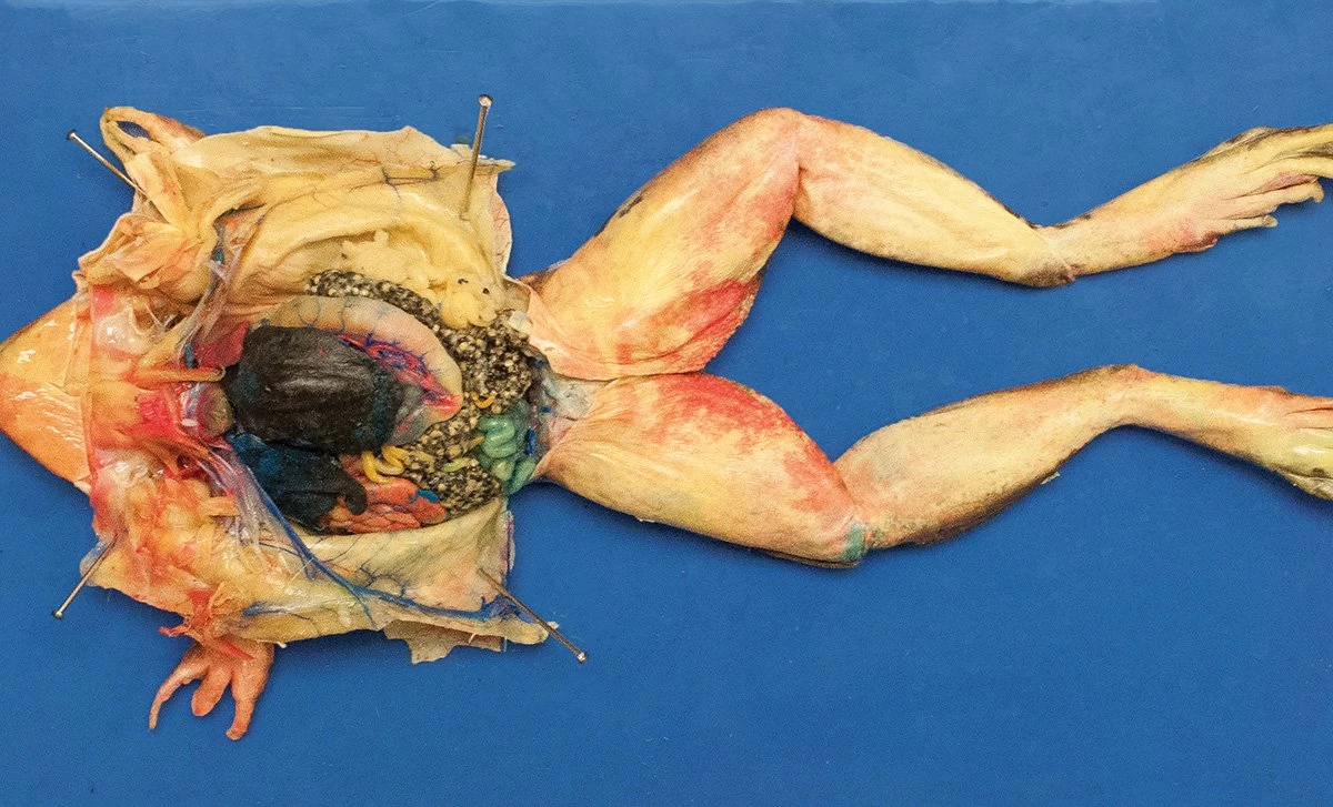 Bullfrogs, Preserved For Dissection 2 Bullfrogs, Preserved For Dissection - Image 2
