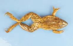 Grass Frog Digital Bundles